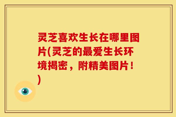 灵芝喜欢生长在哪里图片(灵芝的爱生长环境揭密,附精美图片!) 灵芝喜欢生长在哪里图片(灵芝的爱生长环境揭密,附精美图片!)