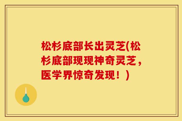 松杉底部长出灵芝(松杉底部现现神奇灵芝,医学界惊奇发现!) 松杉底部长出灵芝(松杉底部现现神奇灵芝,医学界惊奇发现!)