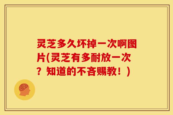 灵芝多久坏掉一次啊图片(灵芝有多耐放一次?知道的不吝赐教!) 灵芝多久坏掉一次啊图片(灵芝有多耐放一次?知道的不吝赐教!)