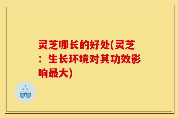 灵芝哪长的好处(灵芝:生长环境对其功效影响大) 灵芝哪长的好处(灵芝:生长环境对其功效影响大)