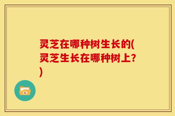 灵芝在哪种树生长的(灵芝生长在哪种树上?) 灵芝在哪种树生长的(灵芝生长在哪种树上?)