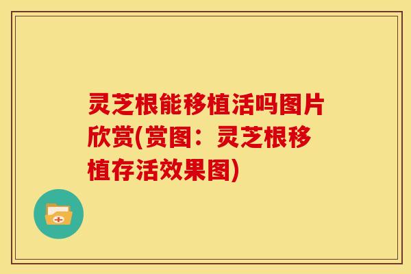 灵芝根能移植活吗图片欣赏(赏图:灵芝根移植存活效果图) 灵芝根能移植活吗图片欣赏(赏图:灵芝根移植存活效果图)