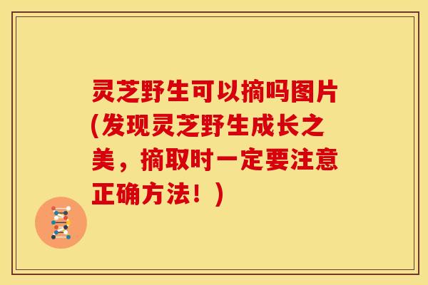 灵芝野生可以摘吗图片(发现灵芝野生成长之美，摘取时一定要注意正确方法！)