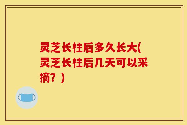 灵芝长柱后多久长大(灵芝长柱后几天可以采摘？)