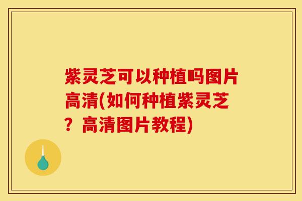 紫灵芝可以种植吗图片高清(如何种植紫灵芝？高清图片教程)