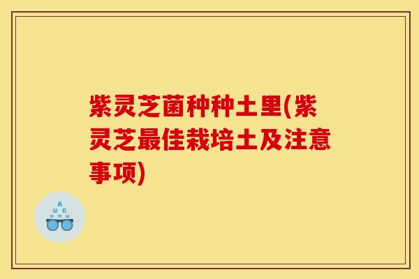 紫灵芝菌种种土里(紫灵芝佳栽培土及注意事项) 紫灵芝菌种种土里(紫灵芝佳栽培土及注意事项)
