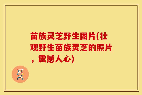 苗族灵芝野生图片(壮观野生苗族灵芝的照片，震撼人心)