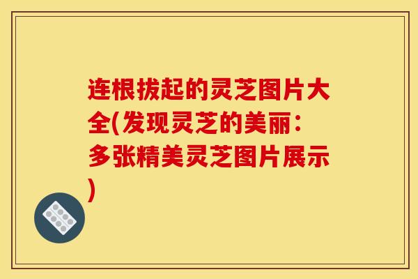 连根拔起的灵芝图片大全(发现灵芝的美丽:多张精美灵芝图片展示) 连根拔起的灵芝图片大全(发现灵芝的美丽:多张精美灵芝图片展示)