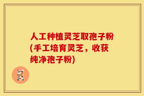 人工种植灵芝取孢子粉(手工培育灵芝,收获纯净孢子粉) 人工种植灵芝取孢子粉(手工培育灵芝,收获纯净孢子粉)