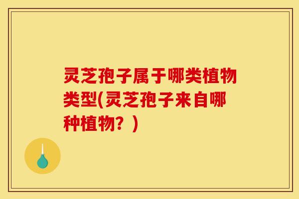 灵芝孢子属于哪类植物类型(灵芝孢子来自哪种植物?) 灵芝孢子属于哪类植物类型(灵芝孢子来自哪种植物?)