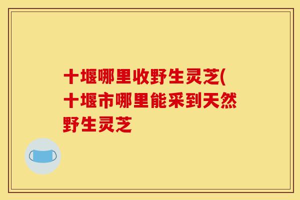 十堰哪里收野生灵芝(十堰市哪里能采到天然野生灵芝 十堰哪里收野生灵芝(十堰市哪里能采到天然野生灵芝