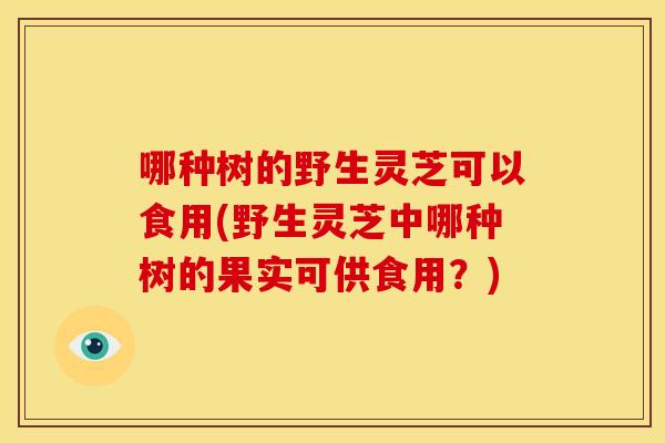 哪种树的野生灵芝可以食用(野生灵芝中哪种树的果实可供食用?) 哪种树的野生灵芝可以食用(野生灵芝中哪种树的果实可供食用?)