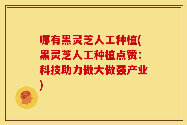 哪有黑灵芝人工种植(黑灵芝人工种植点赞:科技助力做大做强产业) 哪有黑灵芝人工种植(黑灵芝人工种植点赞:科技助力做大做强产业)