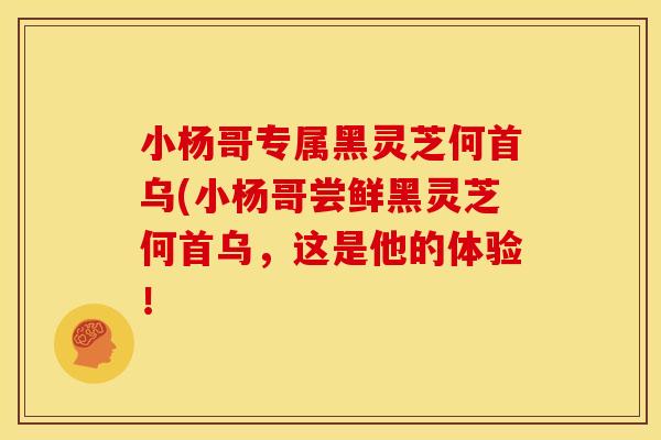 小杨哥专属黑灵芝何首乌(小杨哥尝鲜黑灵芝何首乌,这是他的体验! 小杨哥专属黑灵芝何首乌(小杨哥尝鲜黑灵芝何首乌,这是他的体验!