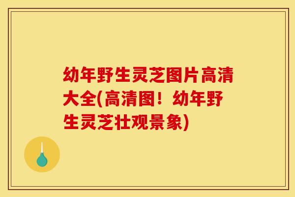 幼年野生灵芝图片高清大全(高清图!幼年野生灵芝壮观景象) 幼年野生灵芝图片高清大全(高清图!幼年野生灵芝壮观景象)