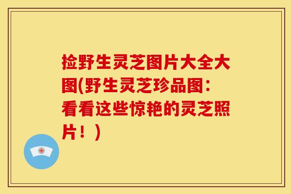 捡野生灵芝图片大全大图(野生灵芝珍品图:看看这些惊艳的灵芝照片!) 捡野生灵芝图片大全大图(野生灵芝珍品图:看看这些惊艳的灵芝照片!)