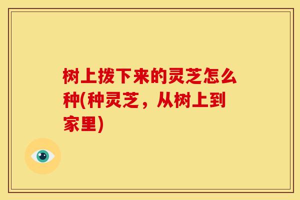 树上拨下来的灵芝怎么种(种灵芝,从树上到家里) 树上拨下来的灵芝怎么种(种灵芝,从树上到家里)