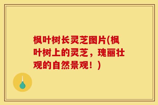 枫叶树长灵芝图片(枫叶树上的灵芝,瑰丽壮观的自然景观!) 枫叶树长灵芝图片(枫叶树上的灵芝,瑰丽壮观的自然景观!)