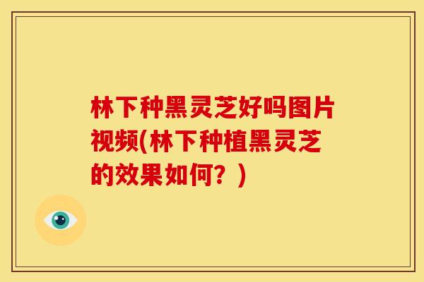 林下种黑灵芝好吗图片视频(林下种植黑灵芝的效果如何?) 林下种黑灵芝好吗图片视频(林下种植黑灵芝的效果如何?)