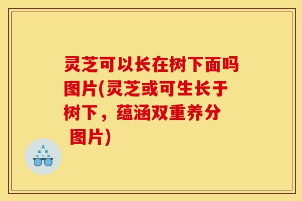 灵芝可以长在树下面吗图片(灵芝或可生长于树下,蕴涵双重养分 图片) 灵芝可以长在树下面吗图片(灵芝或可生长于树下,蕴涵双重养分 图片)