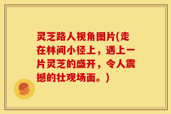 灵芝路人视角图片(走在林间小径上,遇上一片灵芝的盛开,令人震撼的壮观场面。) 灵芝路人视角图片(走在林间小径上,遇上一片灵芝的盛开,令人震撼的壮观场面。)