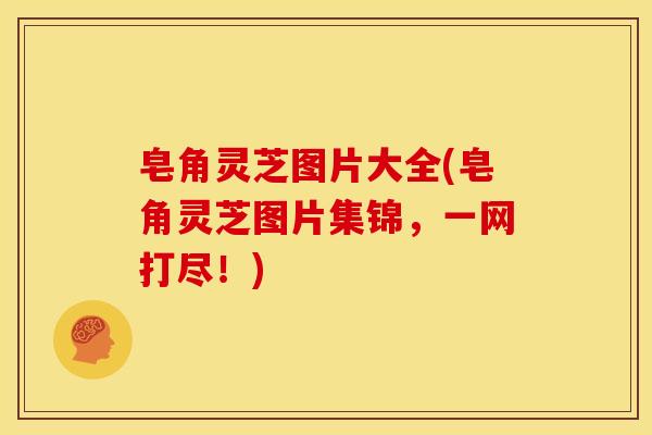 皂角灵芝图片大全(皂角灵芝图片集锦,一网打尽!) 皂角灵芝图片大全(皂角灵芝图片集锦,一网打尽!)
