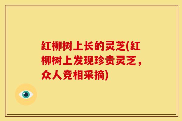 红柳树上长的灵芝(红柳树上发现珍贵灵芝,众人竞相采摘) 红柳树上长的灵芝(红柳树上发现珍贵灵芝,众人竞相采摘)