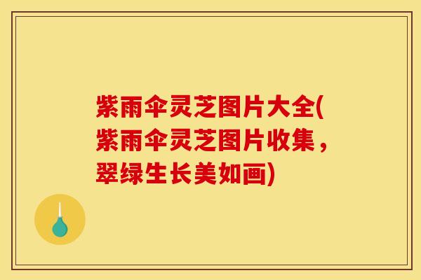 紫雨伞灵芝图片大全(紫雨伞灵芝图片收集,翠绿生长美如画) 紫雨伞灵芝图片大全(紫雨伞灵芝图片收集,翠绿生长美如画)