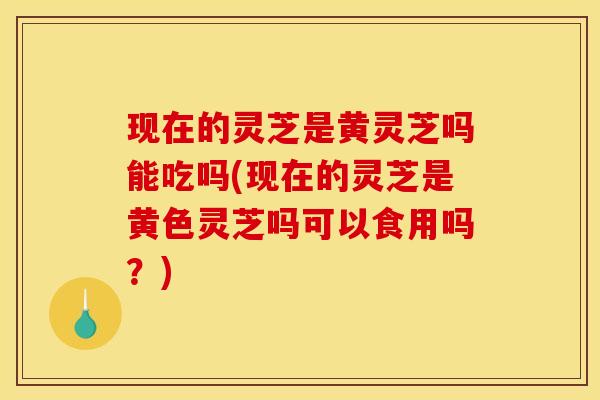 现在的灵芝是黄灵芝吗能吃吗(现在的灵芝是黄色灵芝吗可以食用吗?) 现在的灵芝是黄灵芝吗能吃吗(现在的灵芝是黄色灵芝吗可以食用吗?)