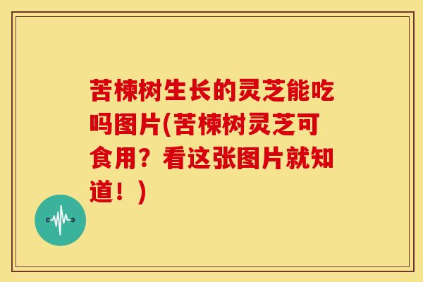 苦楝树生长的灵芝能吃吗图片(苦楝树灵芝可食用？看这张图片就知道！)