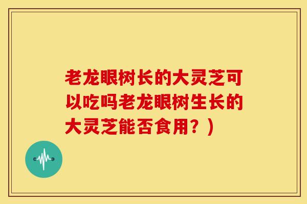 老龙眼树长的大灵芝可以吃吗老龙眼树生长的大灵芝能否食用?) 老龙眼树长的大灵芝可以吃吗老龙眼树生长的大灵芝能否食用?)
