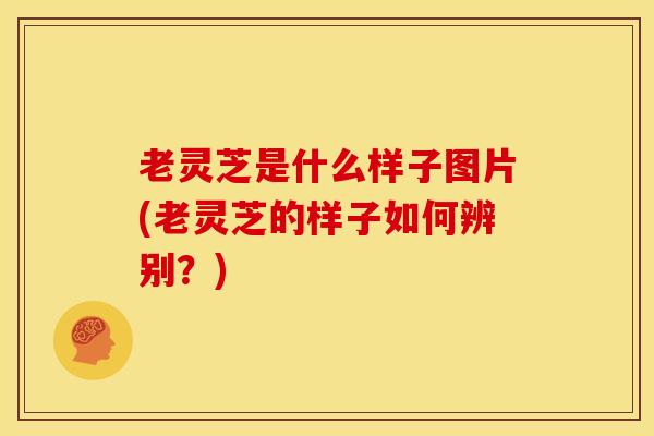 老灵芝是什么样子图片(老灵芝的样子如何辨别?) 老灵芝是什么样子图片(老灵芝的样子如何辨别?)