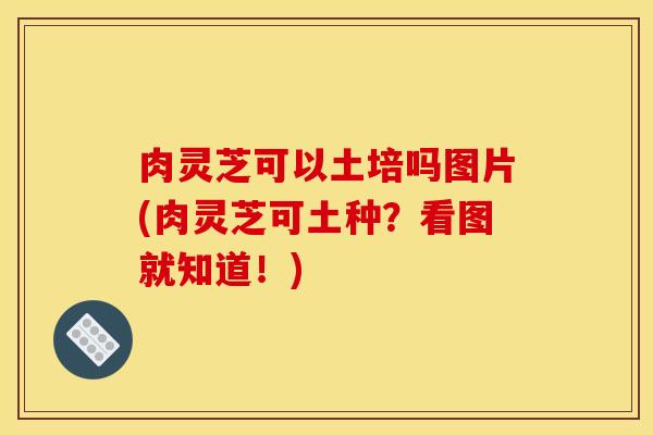 肉灵芝可以土培吗图片(肉灵芝可土种?看图就知道!) 肉灵芝可以土培吗图片(肉灵芝可土种?看图就知道!)