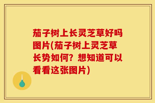 茄子树上长灵芝草好吗图片(茄子树上灵芝草长势如何?想知道可以看看这张图片) 茄子树上长灵芝草好吗图片(茄子树上灵芝草长势如何?想知道可以看看这张图片)