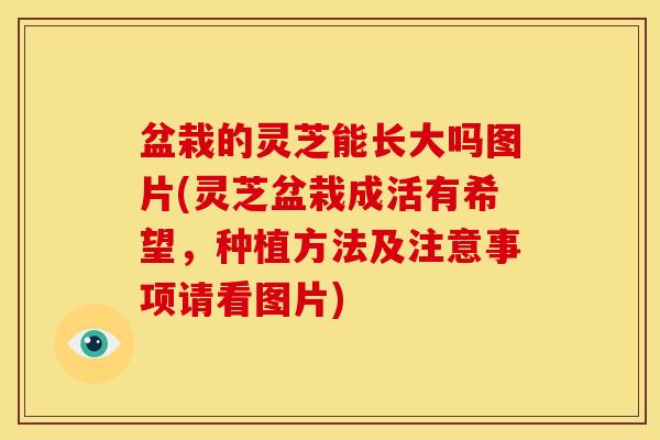 盆栽的灵芝能长大吗图片(灵芝盆栽成活有希望,种植方法及注意事项请看图片) 盆栽的灵芝能长大吗图片(灵芝盆栽成活有希望,种植方法及注意事项请看图片)