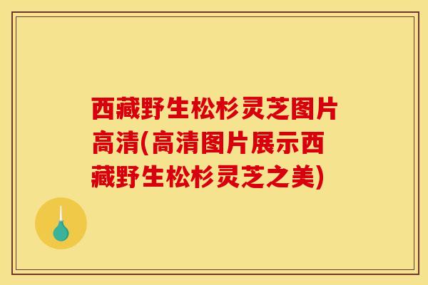 西藏野生松杉灵芝图片高清(高清图片展示西藏野生松杉灵芝之美) 西藏野生松杉灵芝图片高清(高清图片展示西藏野生松杉灵芝之美)