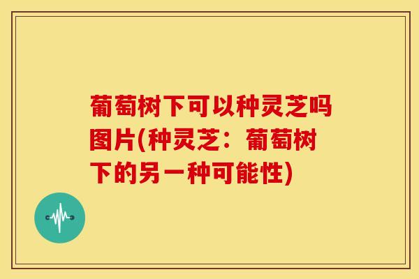 葡萄树下可以种灵芝吗图片(种灵芝:葡萄树下的另一种可能性) 葡萄树下可以种灵芝吗图片(种灵芝:葡萄树下的另一种可能性)