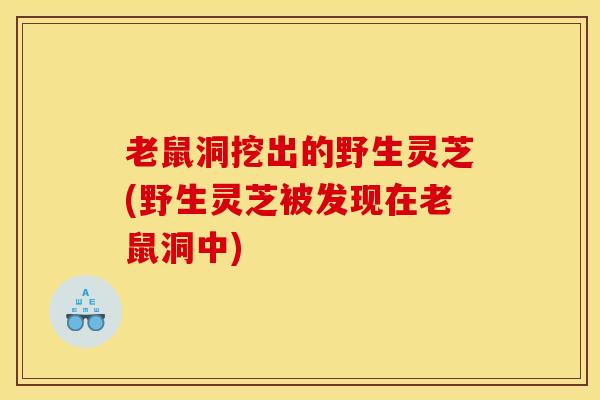 老鼠洞挖出的野生灵芝(野生灵芝被发现在老鼠洞中) 老鼠洞挖出的野生灵芝(野生灵芝被发现在老鼠洞中)