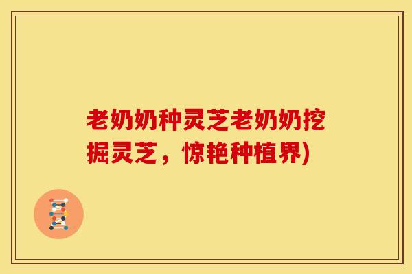 老奶奶种灵芝老奶奶挖掘灵芝,惊艳种植界) 老奶奶种灵芝老奶奶挖掘灵芝,惊艳种植界)