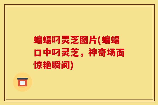 蝙蝠叼灵芝图片(蝙蝠口中叼灵芝,神奇场面惊艳瞬间) 蝙蝠叼灵芝图片(蝙蝠口中叼灵芝,神奇场面惊艳瞬间)