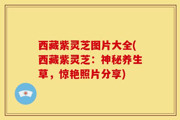 西藏紫灵芝图片大全(西藏紫灵芝：神秘养生草，惊艳照片分享)