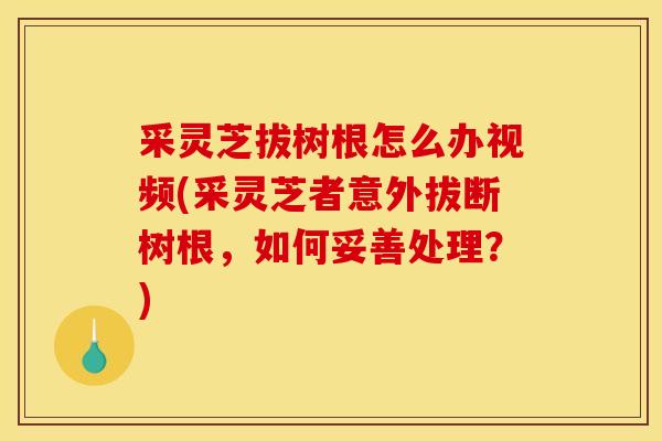 采灵芝拔树根怎么办视频(采灵芝者意外拔断树根,如何妥善处理?) 采灵芝拔树根怎么办视频(采灵芝者意外拔断树根,如何妥善处理?)