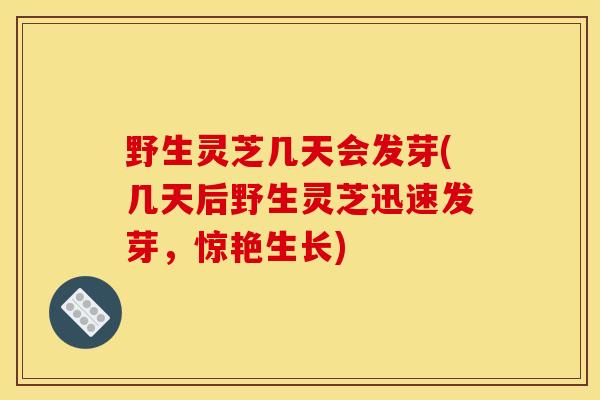 野生灵芝几天会发芽(几天后野生灵芝迅速发芽,惊艳生长) 野生灵芝几天会发芽(几天后野生灵芝迅速发芽,惊艳生长)