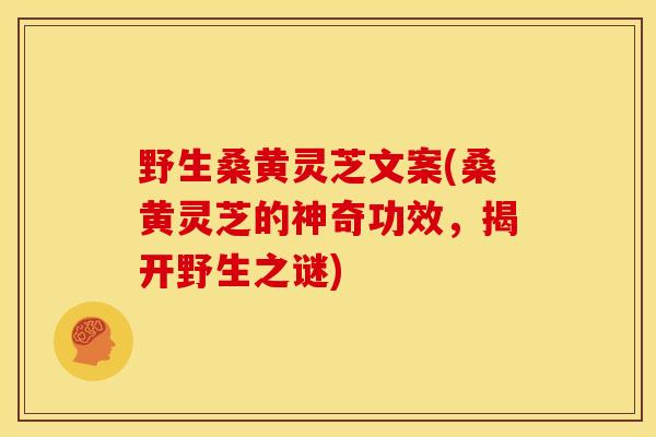 野生桑黄灵芝文案(桑黄灵芝的神奇功效,揭开野生之谜) 野生桑黄灵芝文案(桑黄灵芝的神奇功效,揭开野生之谜)