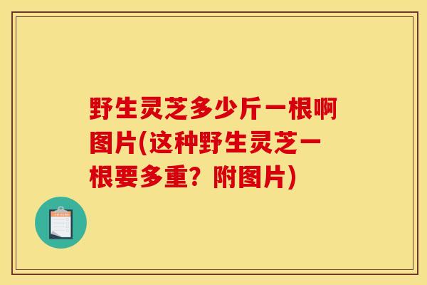 野生灵芝多少斤一根啊图片(这种野生灵芝一根要多重?附图片) 野生灵芝多少斤一根啊图片(这种野生灵芝一根要多重?附图片)