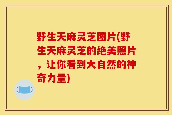 野生天麻灵芝图片(野生天麻灵芝的绝美照片,让你看到大自然的神奇力量) 野生天麻灵芝图片(野生天麻灵芝的绝美照片,让你看到大自然的神奇力量)