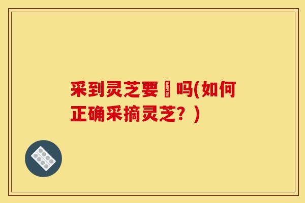 采到灵芝要嗮吗(如何正确采摘灵芝?) 采到灵芝要嗮吗(如何正确采摘灵芝?)