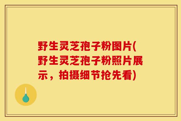 野生灵芝孢子粉图片(野生灵芝孢子粉照片展示,拍摄细节抢先看) 野生灵芝孢子粉图片(野生灵芝孢子粉照片展示,拍摄细节抢先看)