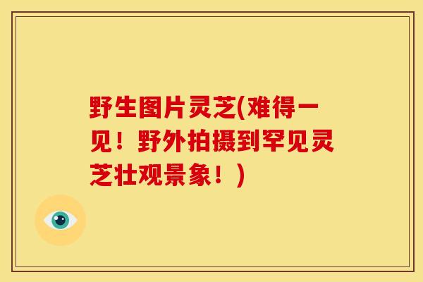 野生图片灵芝(难得一见!野外拍摄到罕见灵芝壮观景象!) 野生图片灵芝(难得一见!野外拍摄到罕见灵芝壮观景象!)