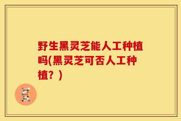 野生黑灵芝能人工种植吗(黑灵芝可否人工种植?) 野生黑灵芝能人工种植吗(黑灵芝可否人工种植?)